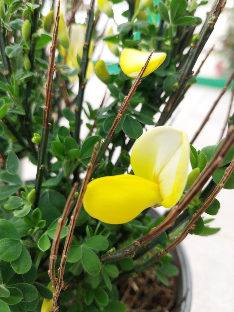 CYTISUS 'LUNA'