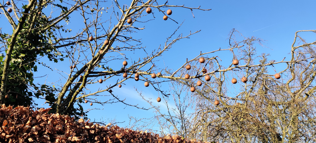 [DIVI100] DAVIDIA INVOLUCRATA (100-125 cm)