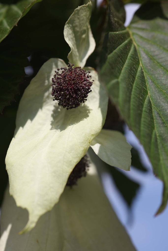[DIVI125] DAVIDIA INVOLUCRATA VILMORINIANA (Pot, 125-150 cm)