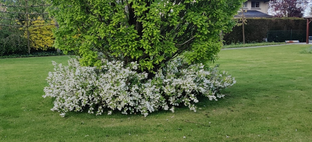[DGR3C] DEUTZIA GRACILIS (Pot 3 liter, 30-40 cm)