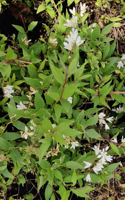 [DGNI3] DEUTZIA GRACILIS 'NIKKO' (Pot 3 liter, 30-40 cm)