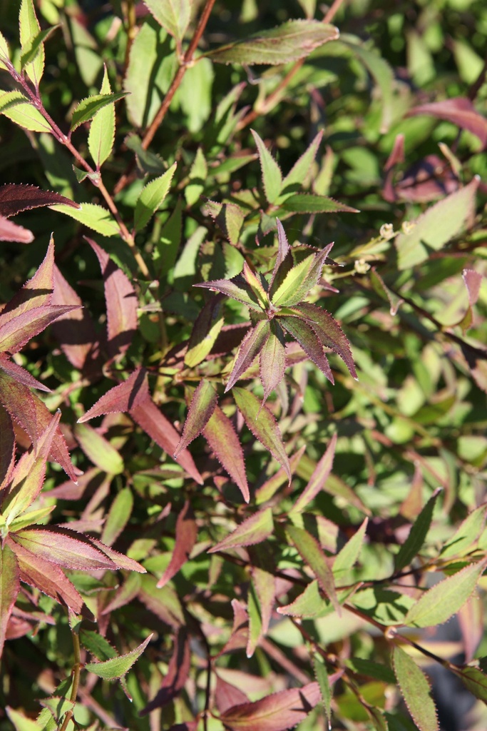 DEUTZIA GRACILIS 'NIKKO'