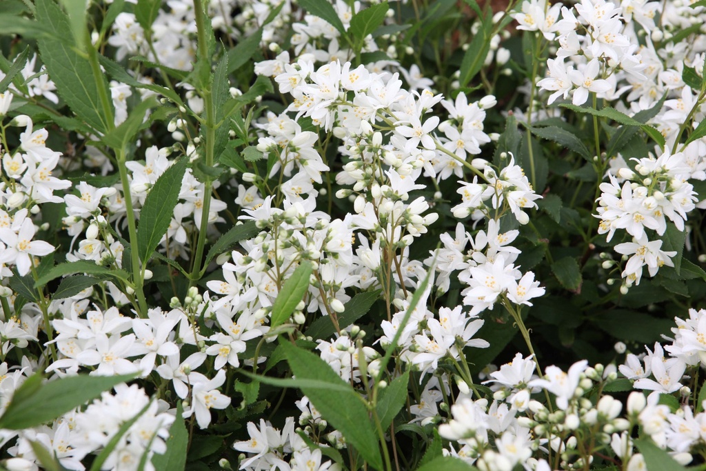 DEUTZIA PROVEN WINNERS® YUKI SNOWFLAKE