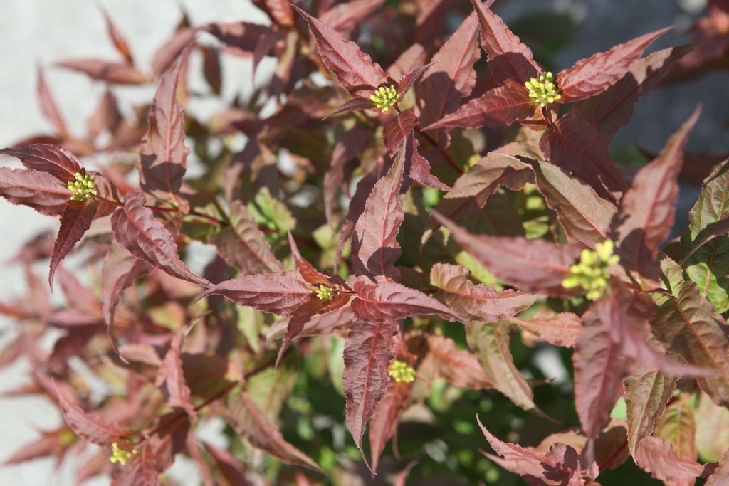DIERVILLA PROVEN WINNERS® KODIAK® RED