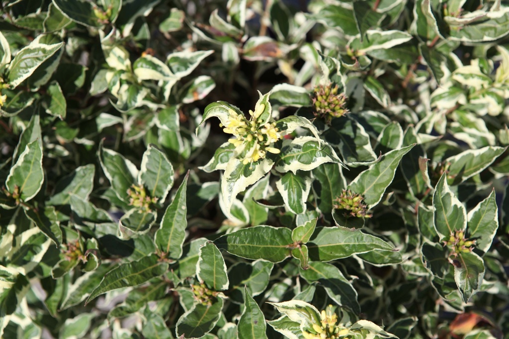 DIERVILLA SESSILIFOLIA FIRST EDITIONS® COOL SPLASH®