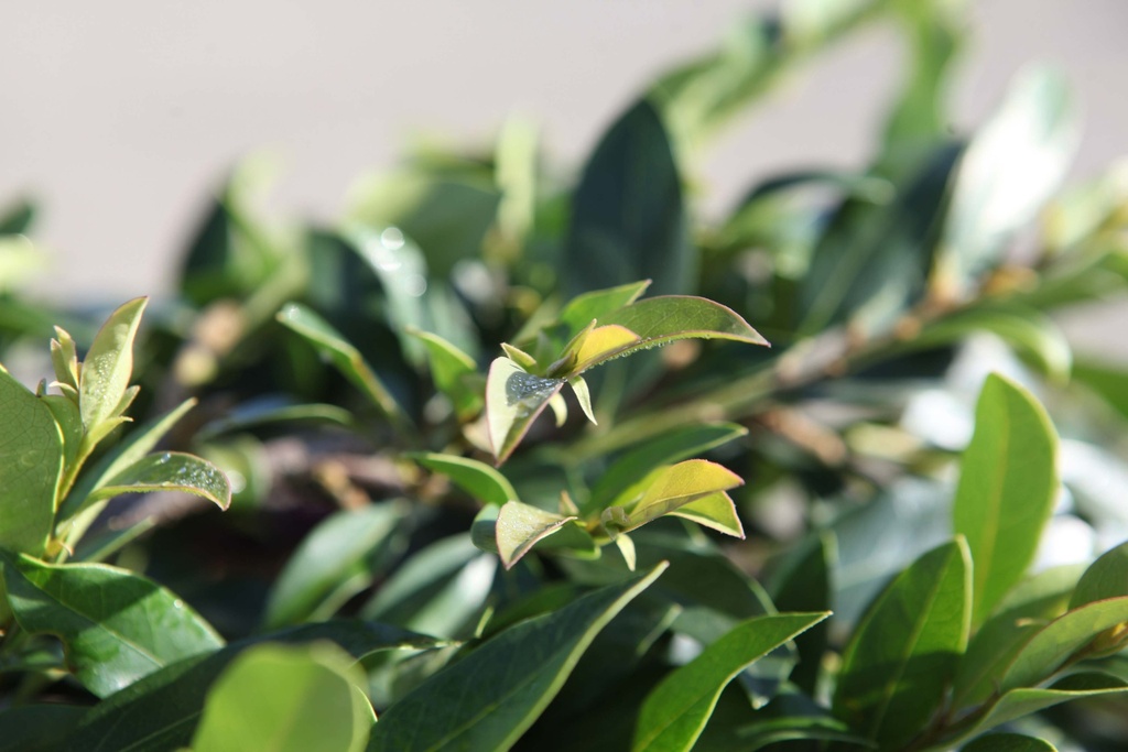 DISTYLIUM FIRST EDITIONS® 'VINTAGE JADE'