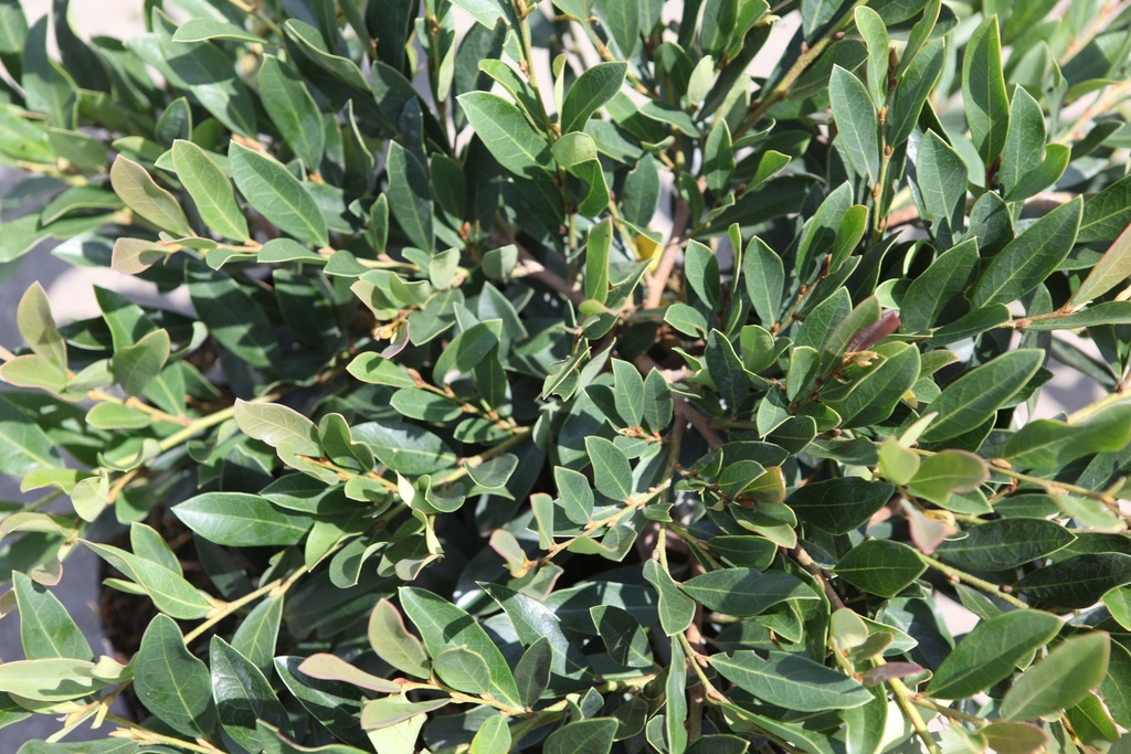 DISTYLIUM MYRICOIDES BLUE CASCADE®