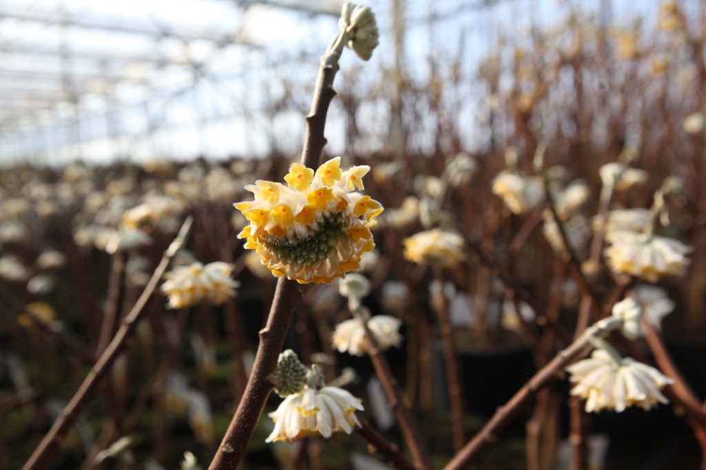 EDGEWORTHIA CHRYSANTHA