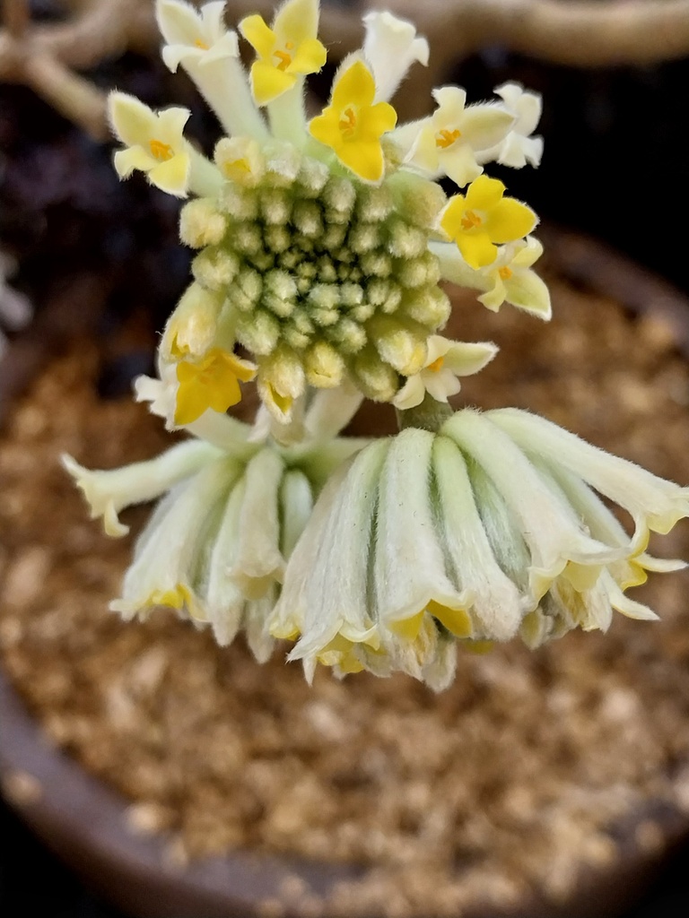 [xx] EDGEWORTHIA CHRYSANTHA (Pot, 80-100 cm)