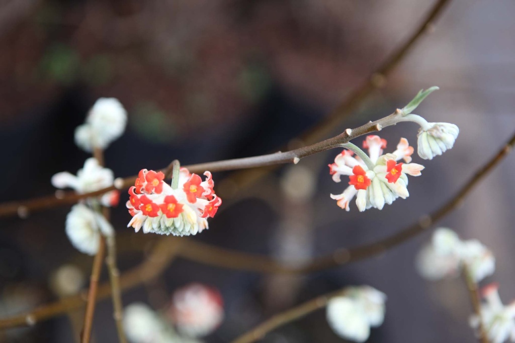 EDGEWORTHIA CHRYSANTHA 'RED DRAGON'