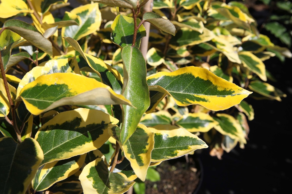 ELAEAGNUS EBBINGEI 'GILT EDGE'
