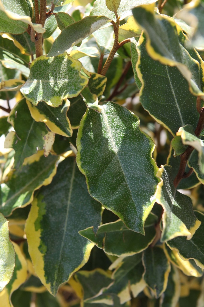 ELAEAGNUS EBBINGEI 'VIVELEG'