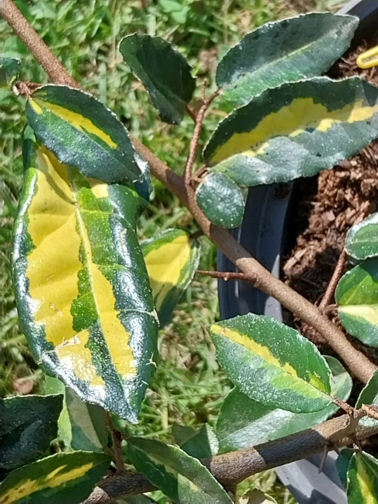 ELAEAGNUS PUNGENS 'MACULATA'