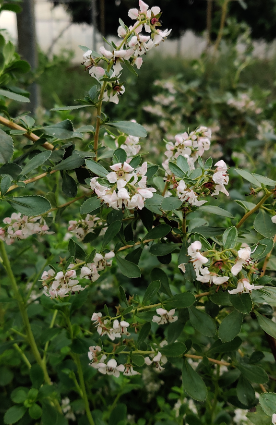 [EDSE50C3] ESCALLONIA 'DONARD SEEDLING' (Pot 3 litres, 50-60 cm)