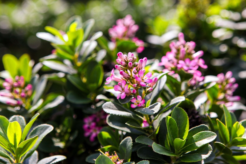 ESCALLONIA PINK ELLE
