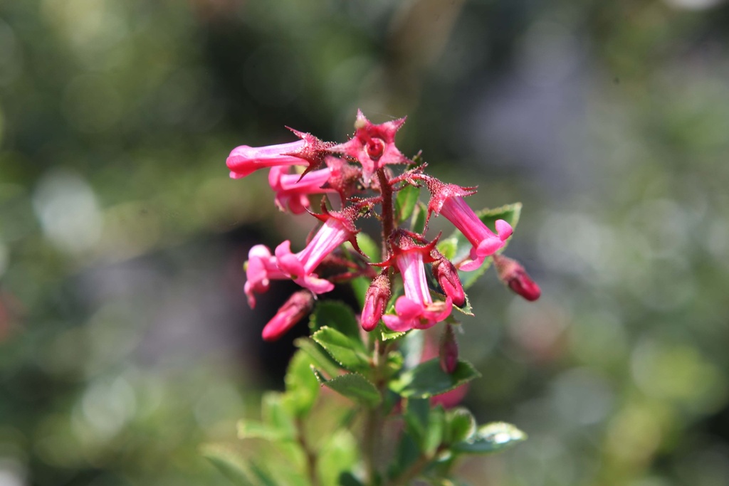 ESCALLONIA RUBRA MACRANTHA