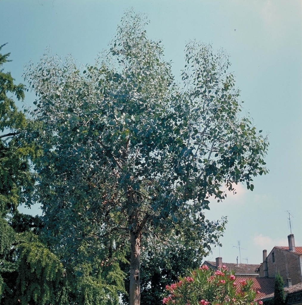 EUCALYPTUS GUNNII