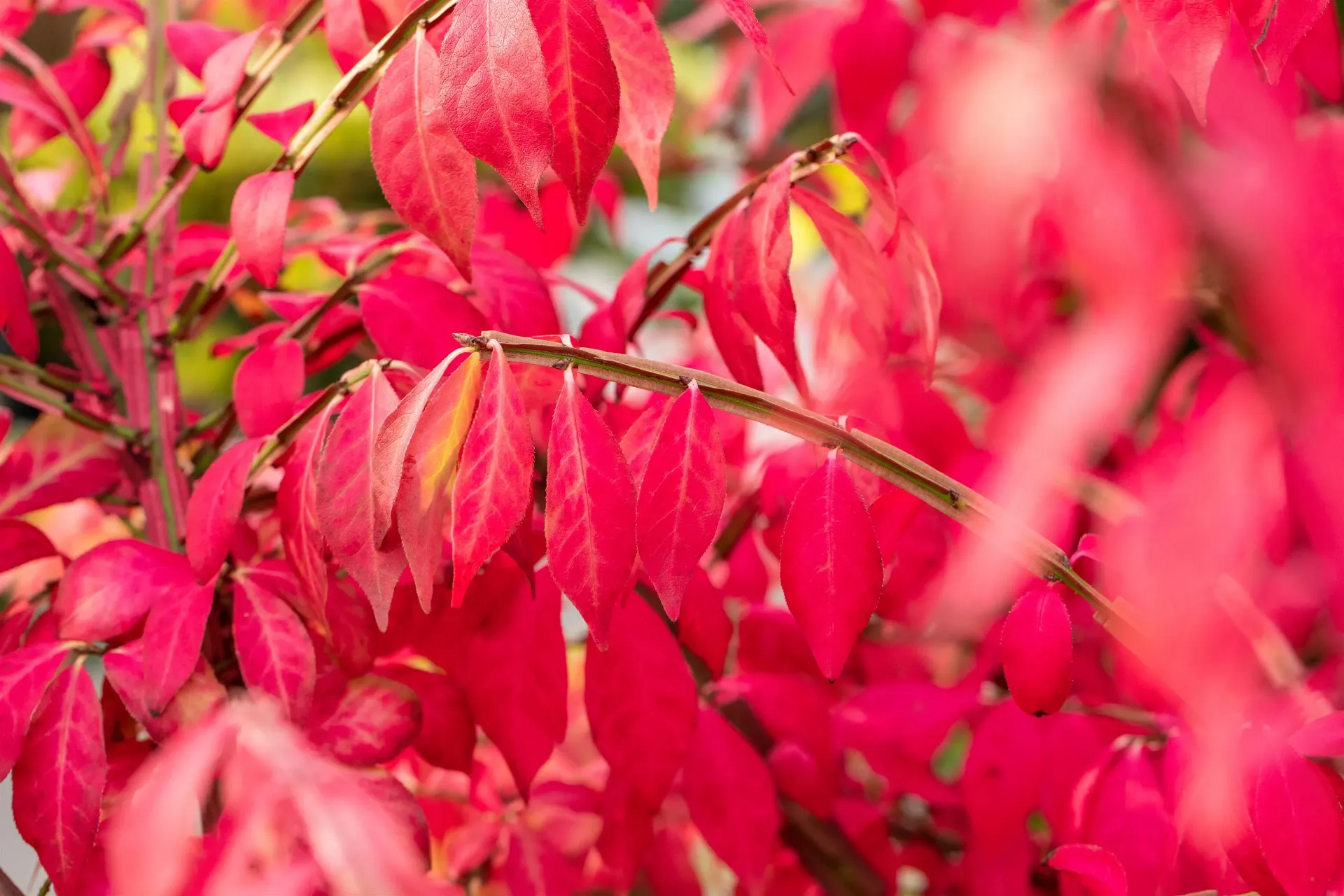 [EAL40] EUONYMUS ALATUS (Pot 5 liter, 40-50 cm)