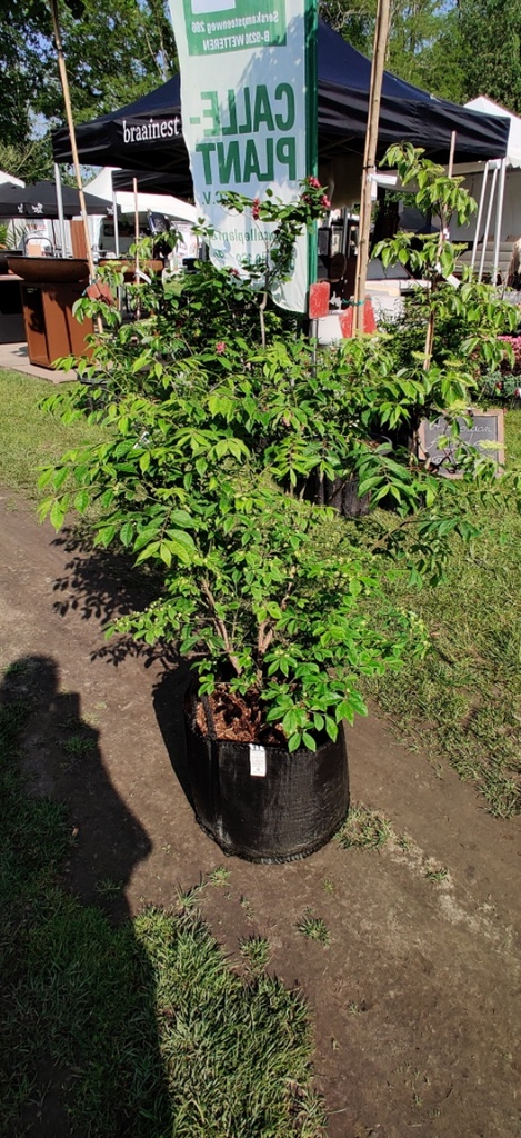 [EACO80KL] EUONYMUS ALATUS 'COMPACTUS' (Kluit, 80-100 cm)