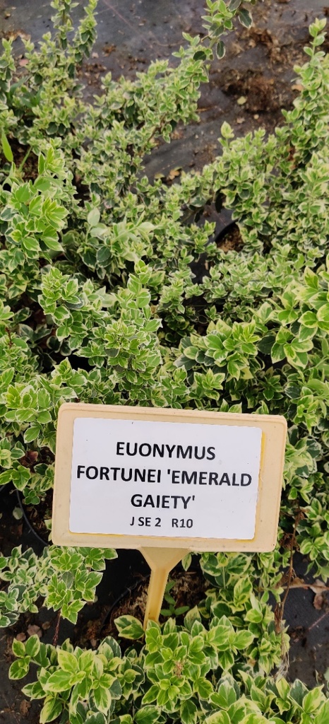 [EFEGA25] EUONYMUS FORTUNEI 'EMERALD GAIETY' (Pot 3 litres, 25-30 cm)