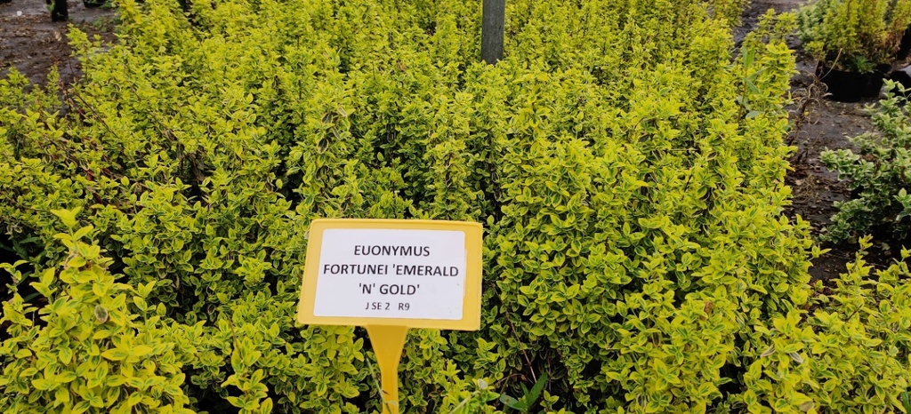[EFEGO25] EUONYMUS FORTUNEI 'EMERALD 'N' GOLD' (Pot 3 litres, 25-30 cm)
