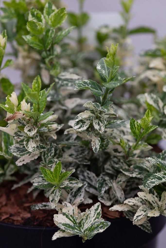 EUONYMUS FORTUNEI 'HARLEQUIN'