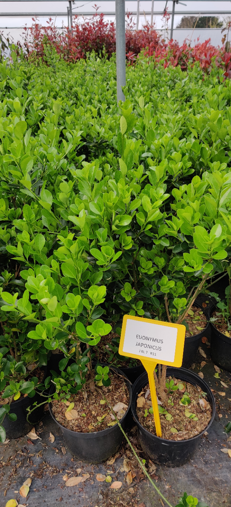 [EJGSP20] EUONYMUS JAP. 'GREEN SPIRE' (Pot 15 cm, 20-25 cm)