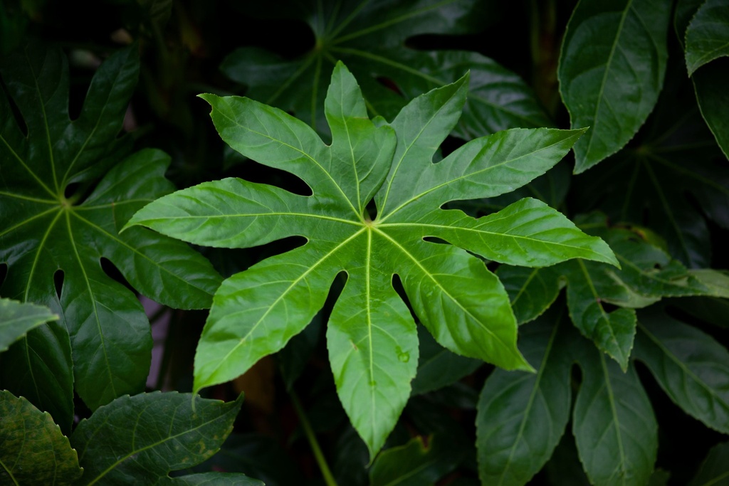 [FJA30] FATSIA JAPONICA (Pot 3 litres, 30-40 cm)