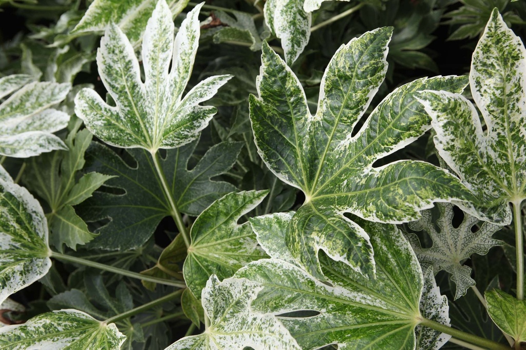 FATSIA JAPONICA 'SPIDER'S WEB'