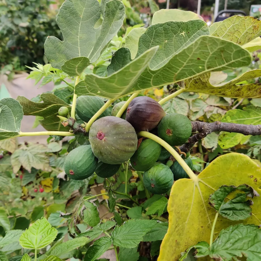 [xx] FICUS CARICA 'BROWN TURKEY' (Pot 3 litres, 30-40 cm)