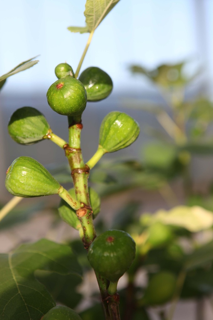 [xx] FICUS CARICA 'DEL PORTOGALLO' (Pot 12 liter, 80-100 cm)