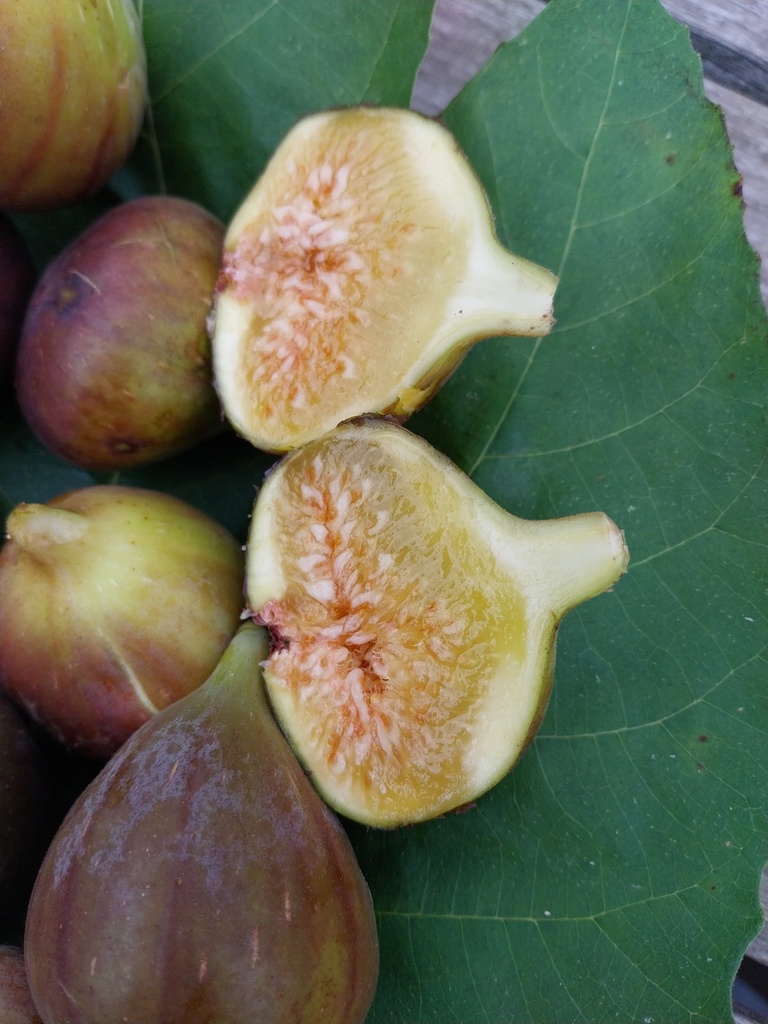 [FCOPR50] FICUS CARICA 'OSBORN'S PROLIFIC' (Pot 3 litres, 40-50 cm)
