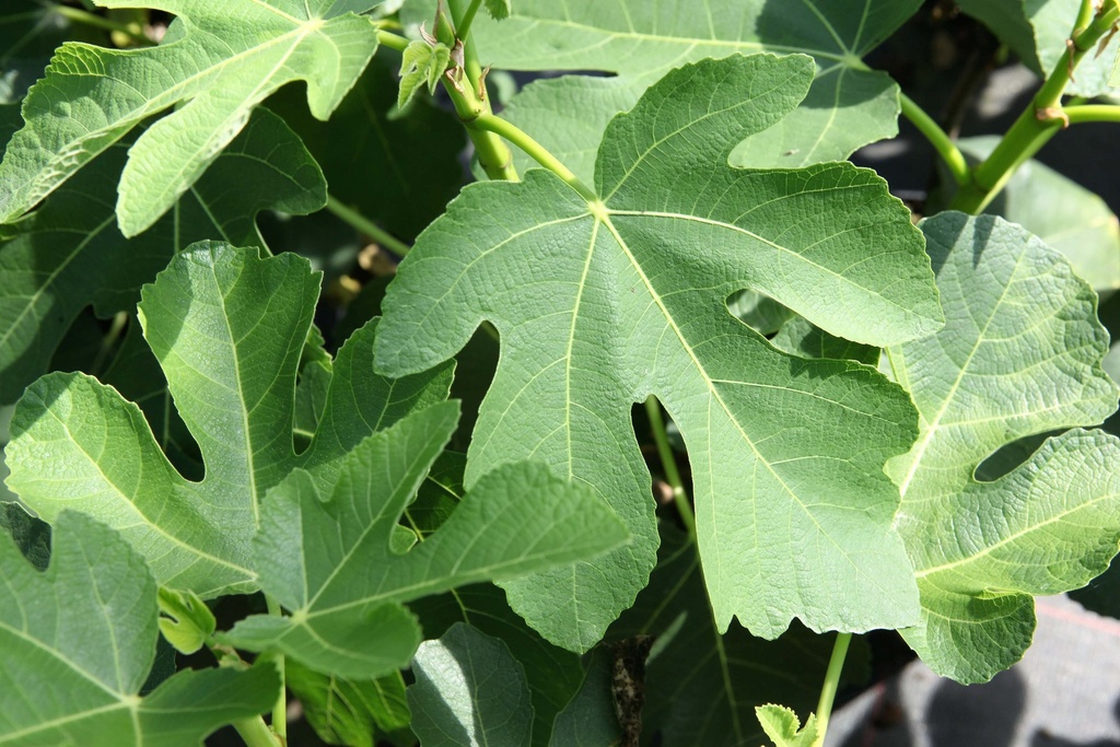 [xx] FICUS CARICA 'PANACHÉ' (Pot 3 litres, 40-50 cm)