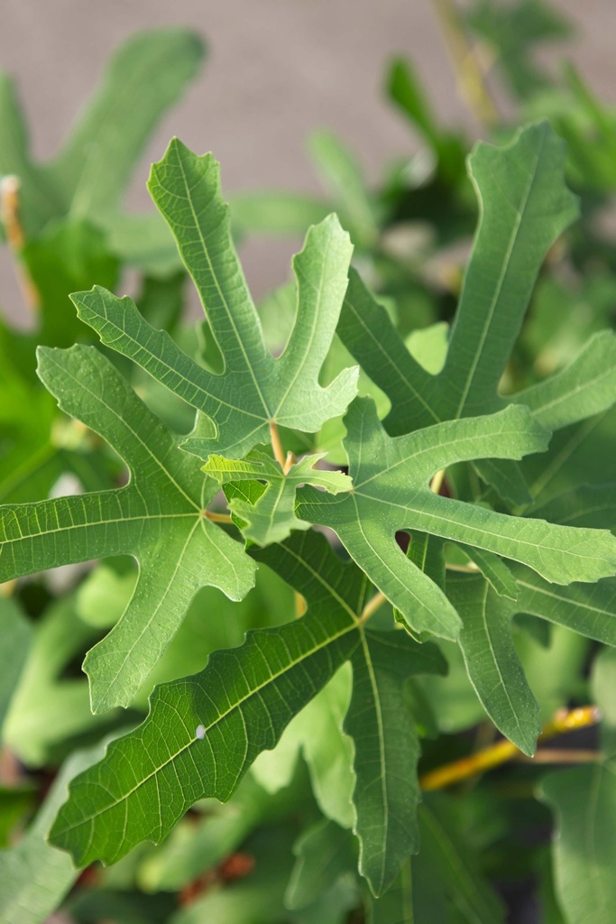 [xx] FICUS CARICA 'ROUGE DE BORDEAUX' (Pot 3 liter, 30-40 cm)