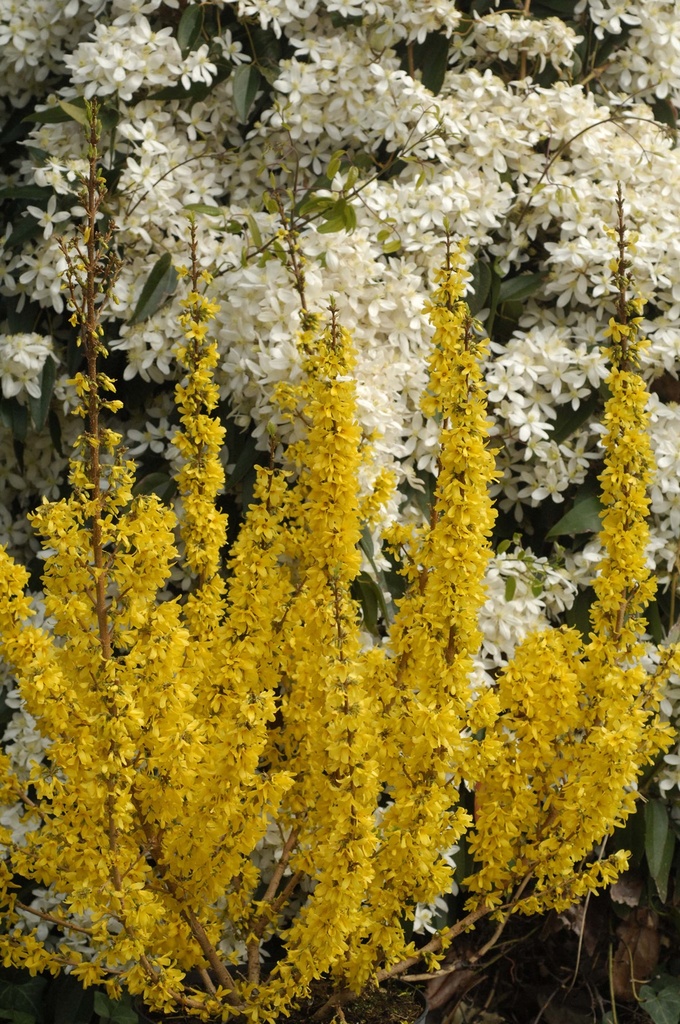 FORSYTHIA INTERMEDIA MIKADOR