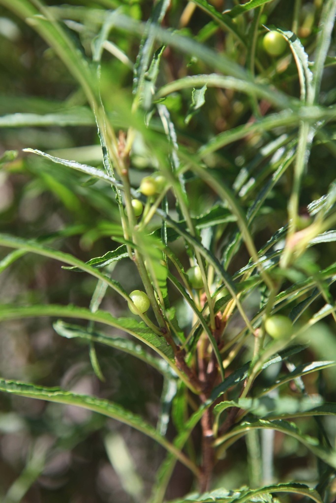 FRANGULA ALNUS 'FINE LINE®'