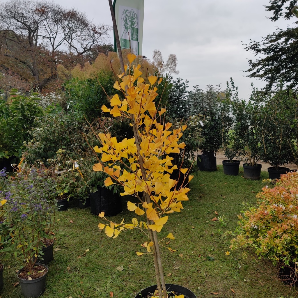 GINKGO BILOBA FASTIGIATA BLAGON