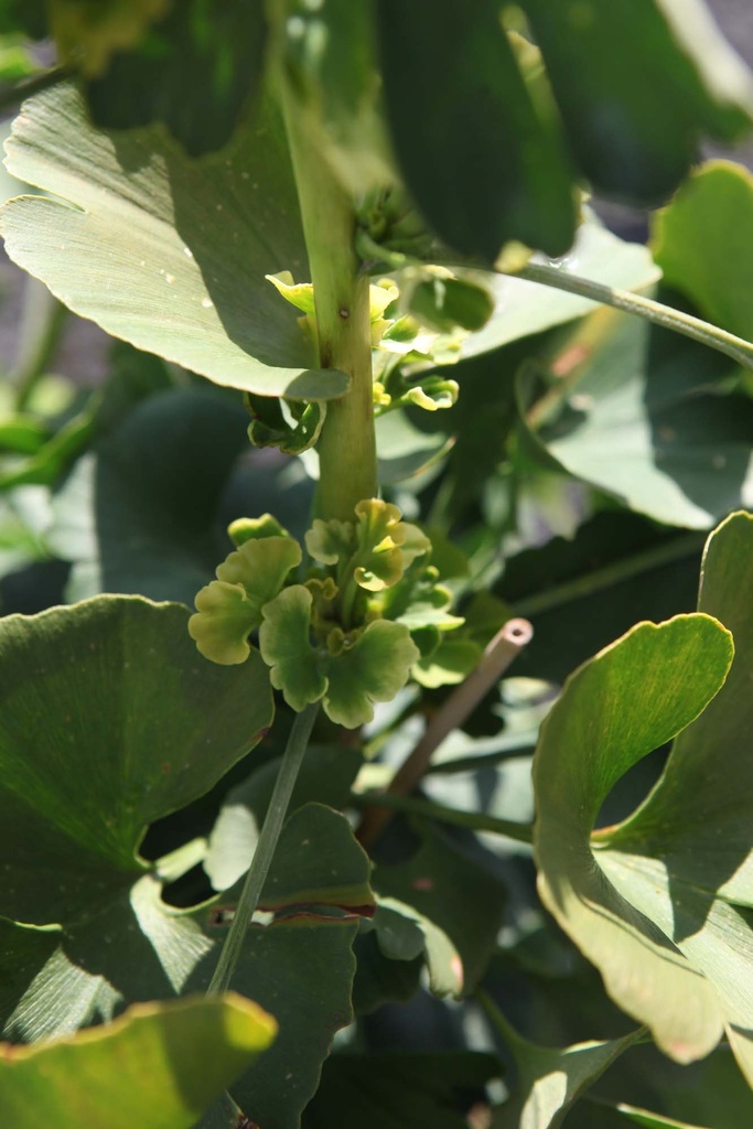 GINKGO BILOBA 'MARIKEN'