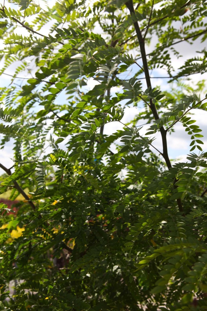 GLEDITSIA TRIACANTHOS INERMIS