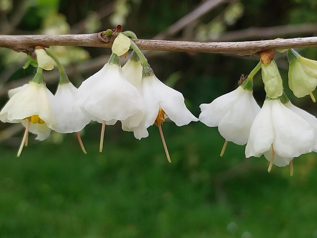 HALESIA CAROLINA