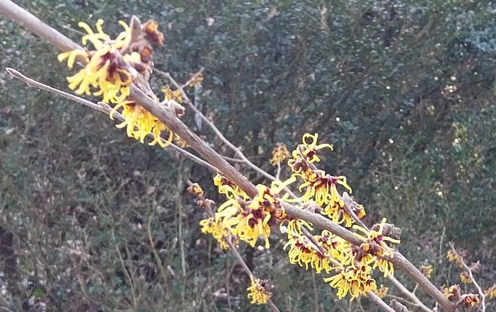 HAMAMELIS INTERMEDIA 'ORANGE BEAUTY'