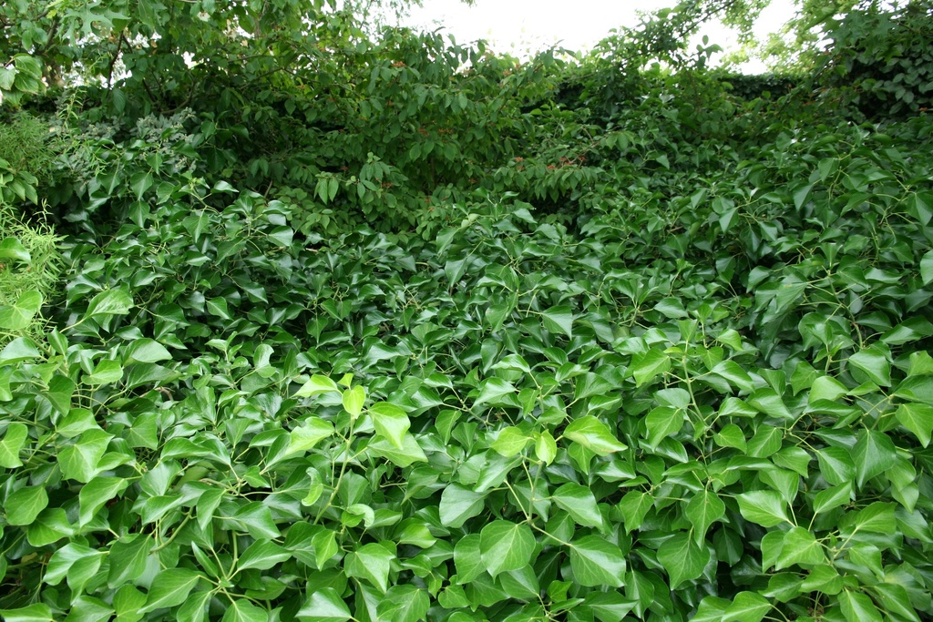 [HHAR60] HEDERA HELIX 'GOLDHEART' (Pot 2 litres, 60-80 cm)