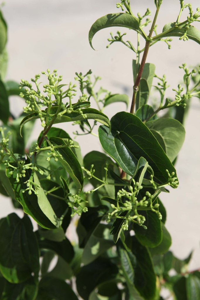 [HMFETI100C] HEPTACODIUM MICONIOIDES FIRST EDITIONS® TIANSHAN (Pot, 100-125 cm)