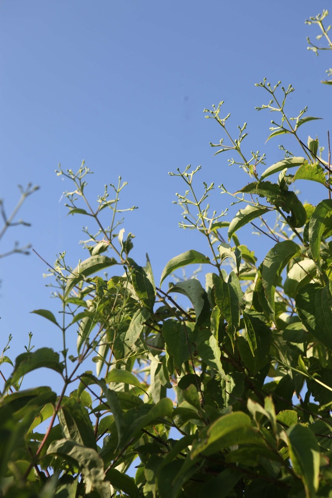 HEPTACODIUM MICONIOIDES PROVEN WINNERS® TEMPLE OF BLOOM