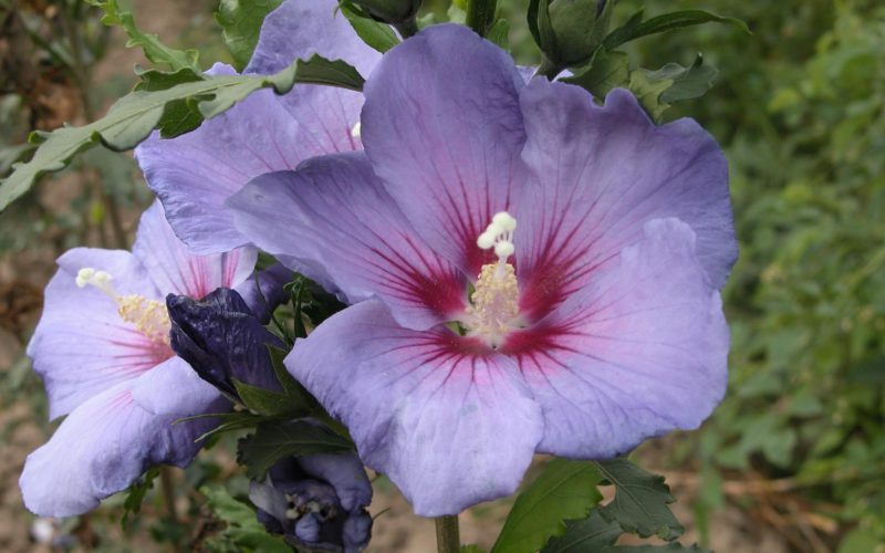 HIBISCUS SYRIACUS AZURRI®