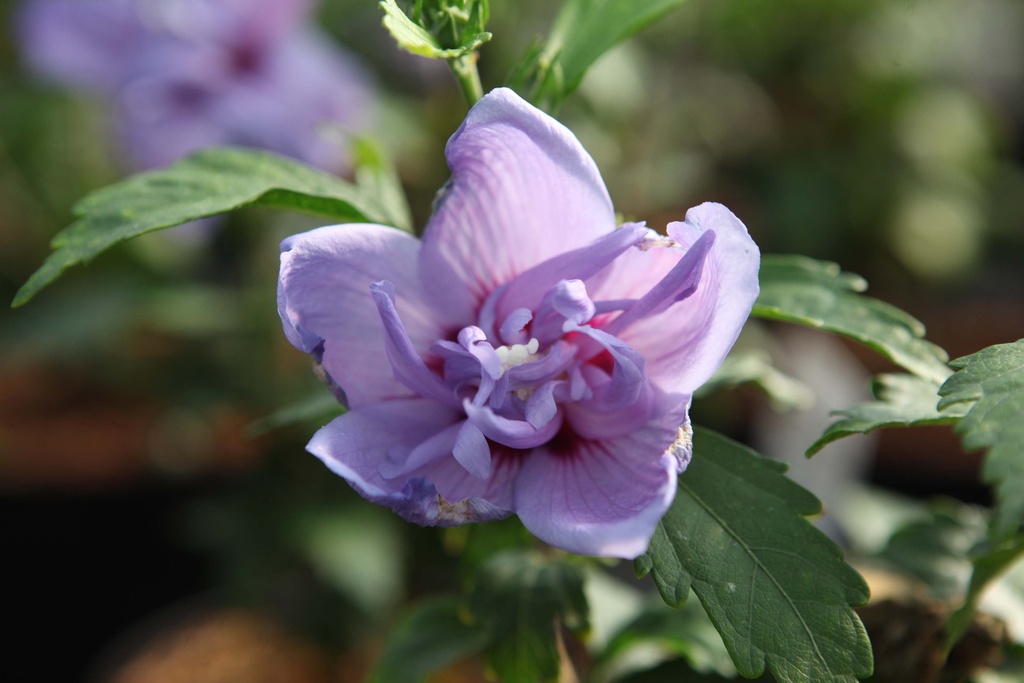 HIBISCUS SYRIACUS BLUE CHIFFON