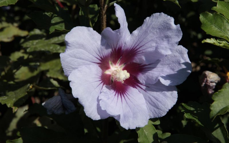 [HSCI40] HIBISCUS SYRIACUS CIELO® (Pot 3 litres, 40-50 cm)