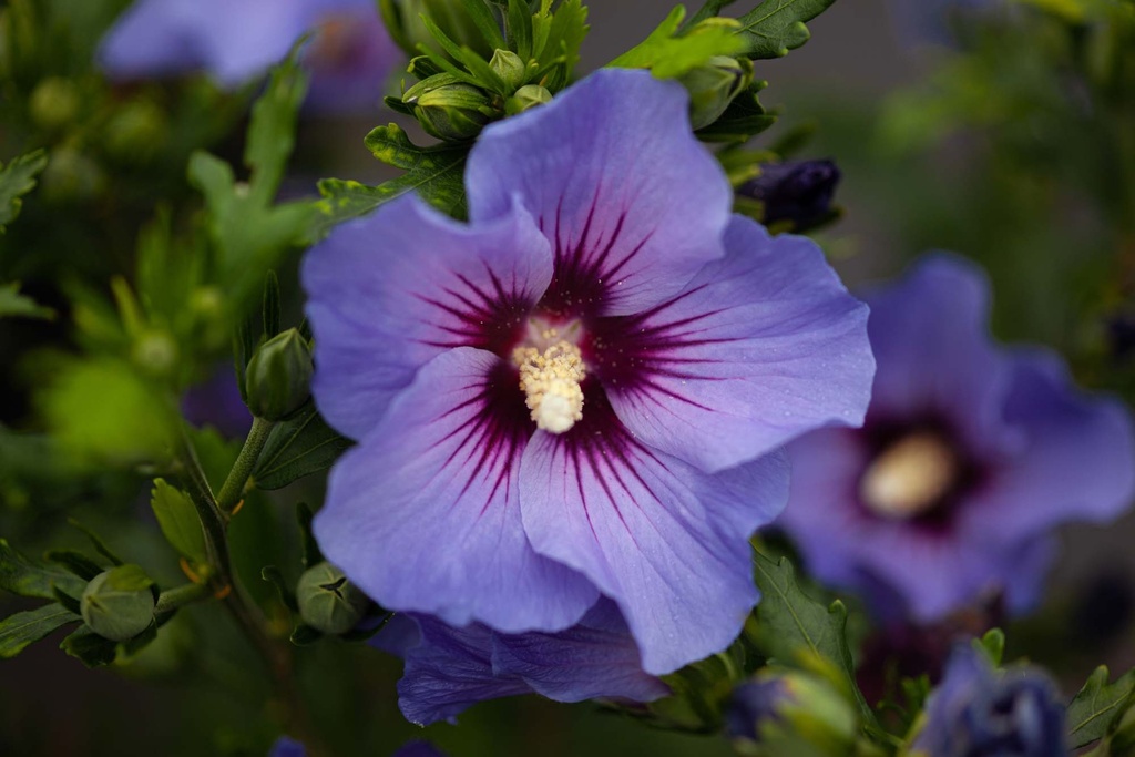HIBISCUS SYRIACUS 'MARINA (O. BLEU)'