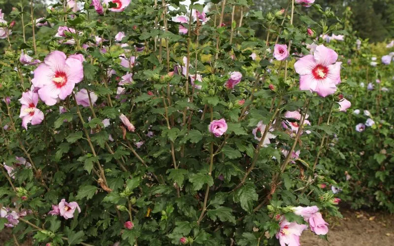 [HSRO4] HIBISCUS SYRIACUS ROSSO® (Pot 3 litres, 40-60 cm)