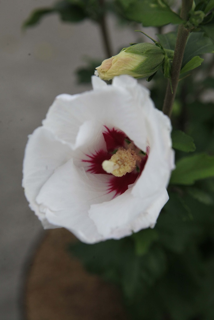 HIBISCUS SYRIACUS 'SHINTAEYANG'
